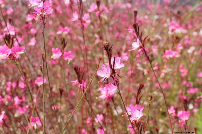 Drought-Tolerant Perennials: 16 Low-Maintenance Choices for a Thriving Garden