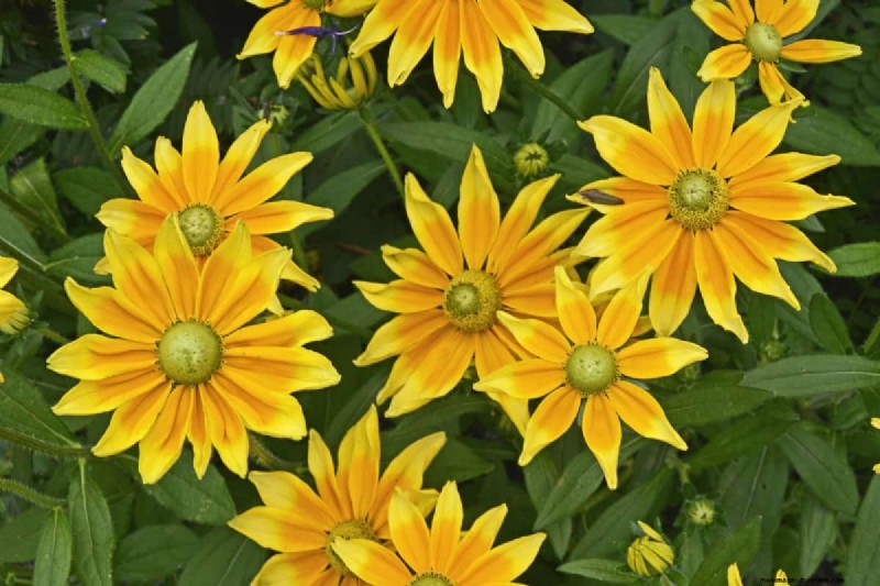 Drought-Tolerant Perennials: 16 Low-Maintenance Choices for a Thriving Garden