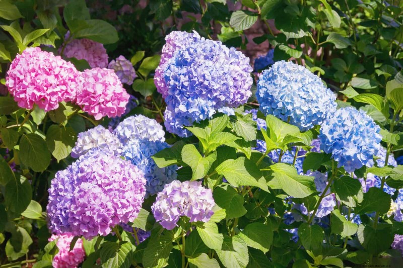 Changing Hydrangea Colors in July: A Gardener s Guide