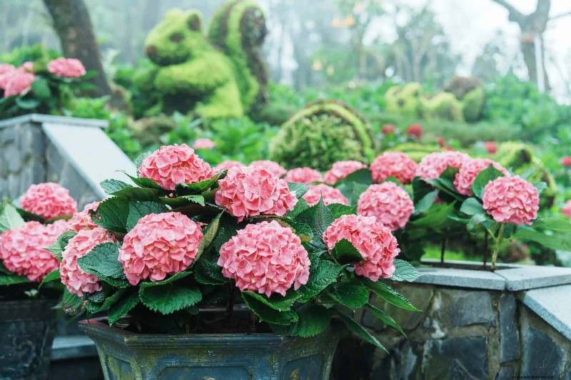 Changing Hydrangea Colors in July: A Gardener s Guide