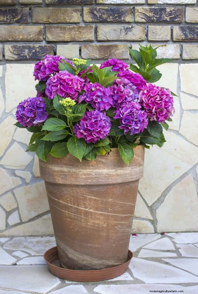 Changing Hydrangea Colors in July: A Gardener s Guide