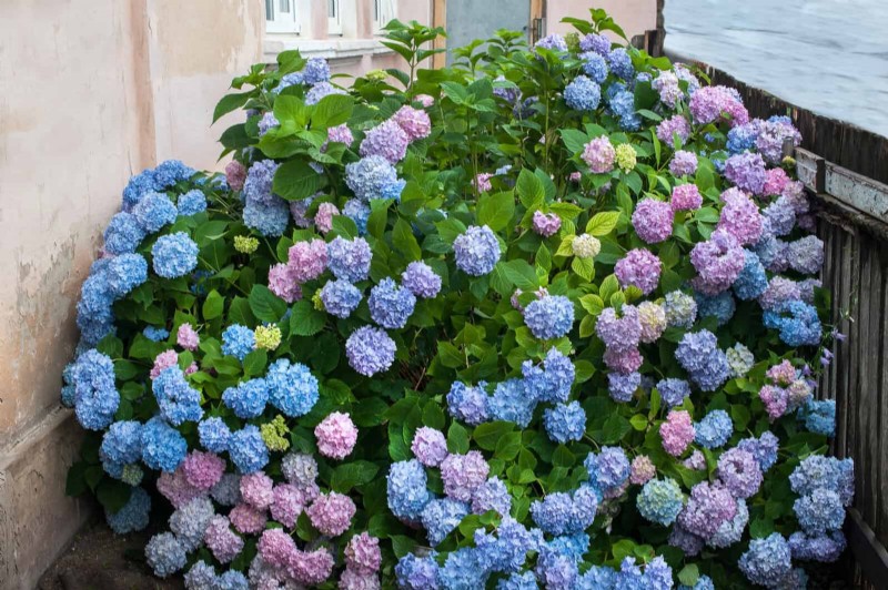 Changing Hydrangea Colors in July: A Gardener s Guide