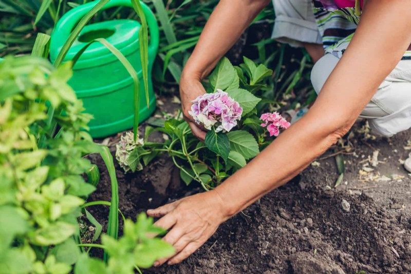 Changing Hydrangea Colors in July: A Gardener s Guide