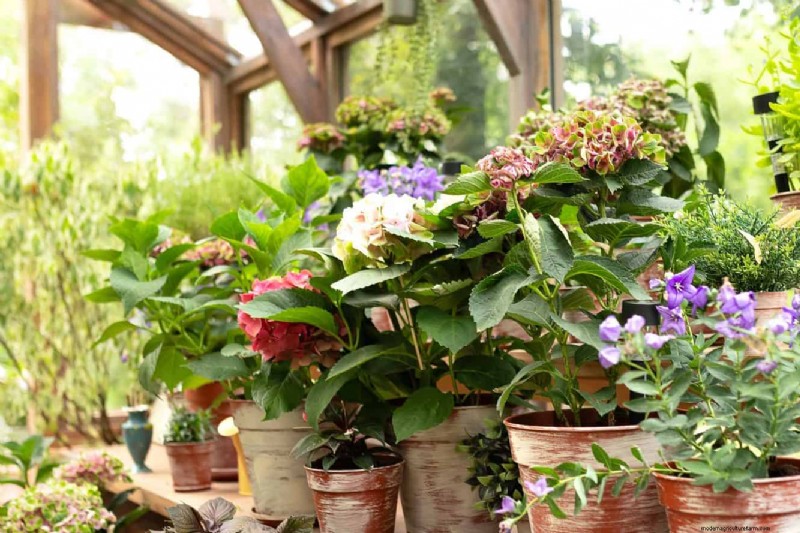 Changing Hydrangea Colors in July: A Gardener s Guide