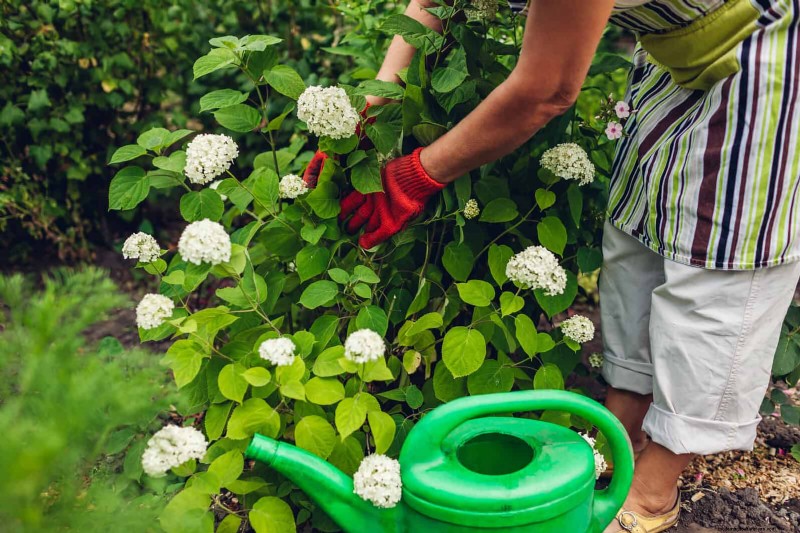 Changing Hydrangea Colors in July: A Gardener s Guide