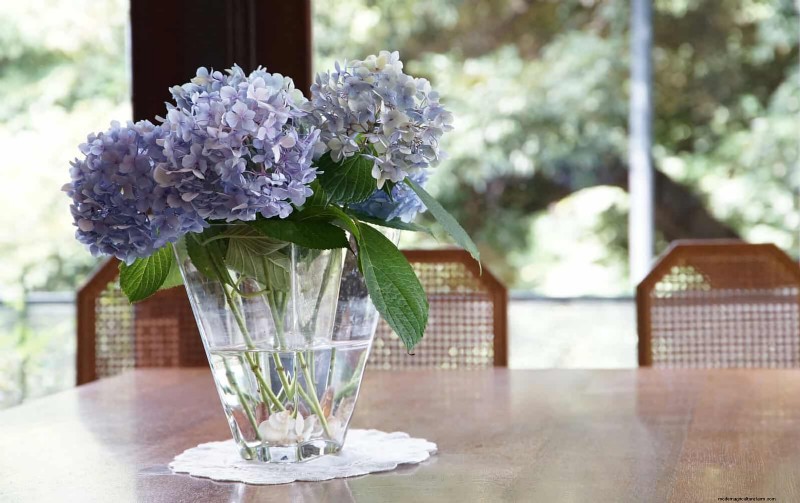 Changing Hydrangea Colors in July: A Gardener s Guide