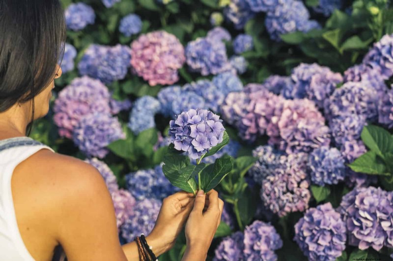 Changing Hydrangea Colors in July: A Gardener s Guide