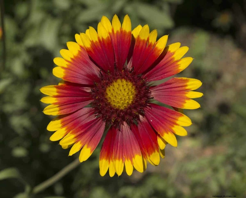 Grow Yellowstone Wildflowers: Bring Park Beauty to Your Garden