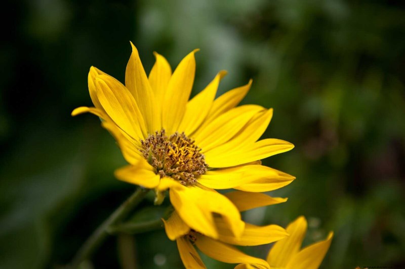 Grow Yellowstone Wildflowers: Bring Park Beauty to Your Garden