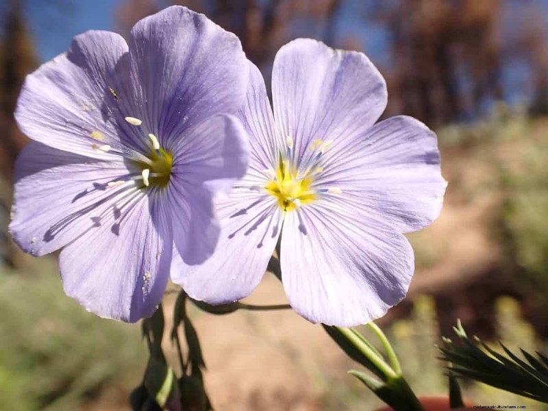 Grow Yellowstone Wildflowers: Bring Park Beauty to Your Garden