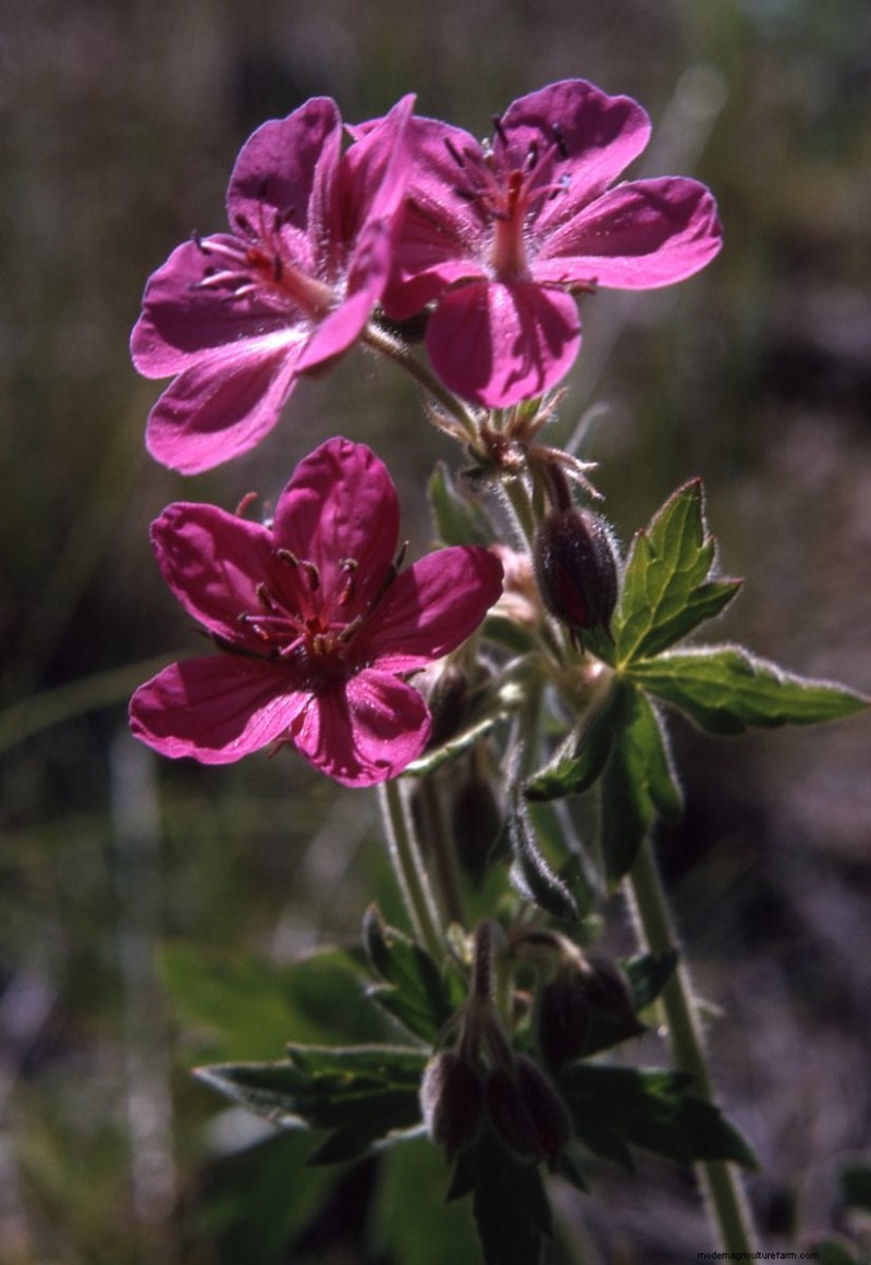 Grow Yellowstone Wildflowers: Bring Park Beauty to Your Garden