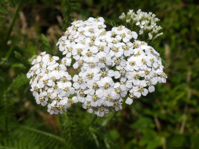 Grow Yellowstone Wildflowers: Bring Park Beauty to Your Garden