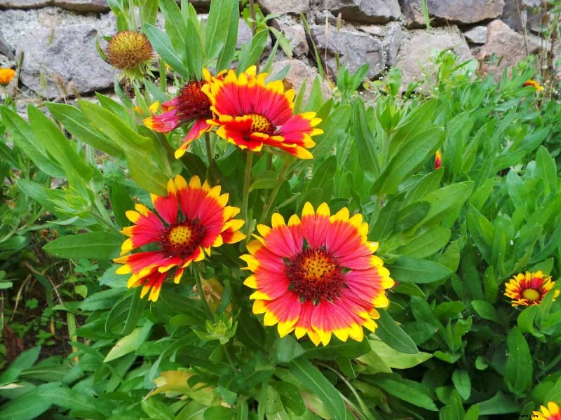 Grow Yellowstone Wildflowers: Bring Park Beauty to Your Garden