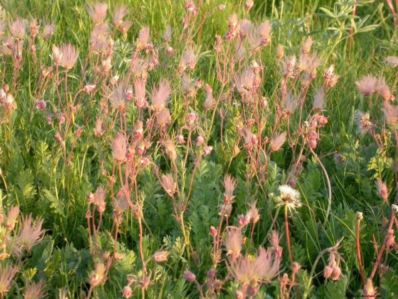 Grow Yellowstone Wildflowers: Bring Park Beauty to Your Garden
