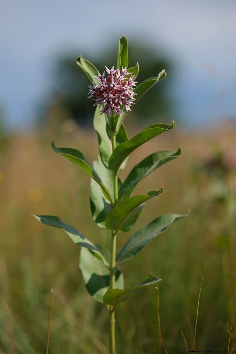 Grow Yellowstone Wildflowers: Bring Park Beauty to Your Garden