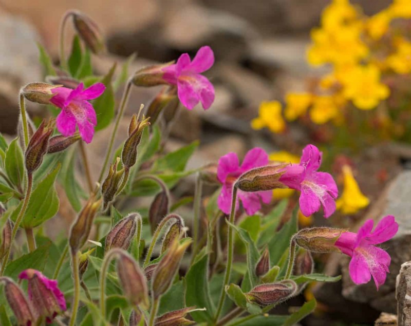 Grow Yellowstone Wildflowers: Bring Park Beauty to Your Garden