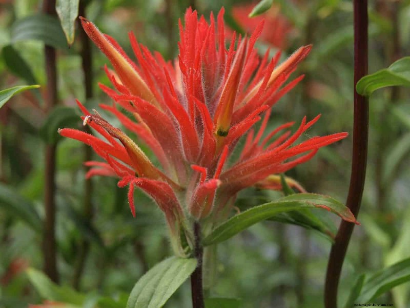 Grow Yellowstone Wildflowers: Bring Park Beauty to Your Garden