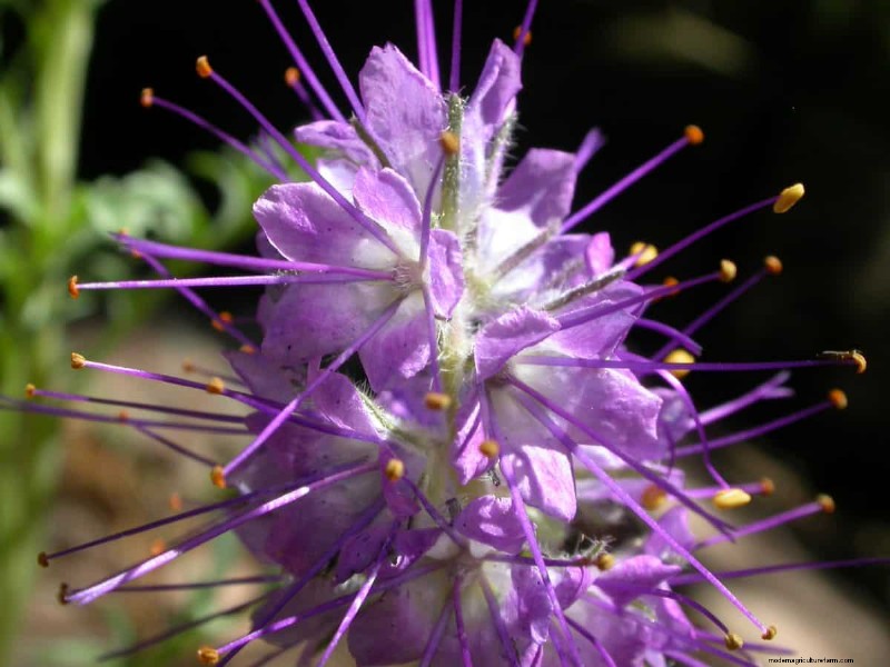 Grow Yellowstone Wildflowers: Bring Park Beauty to Your Garden