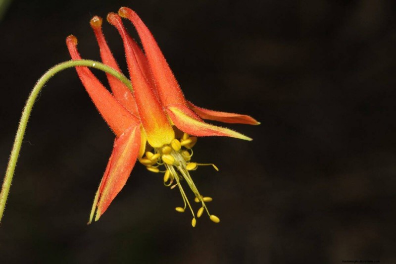 Grow Yellowstone Wildflowers: Bring Park Beauty to Your Garden