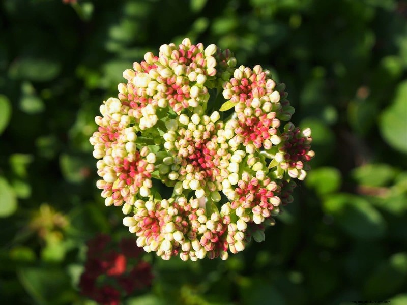 Grow Yellowstone Wildflowers: Bring Park Beauty to Your Garden