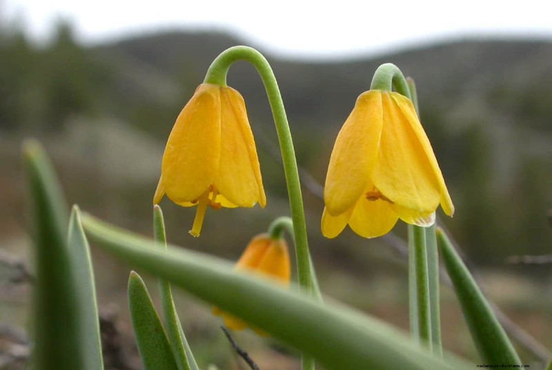 Grow Yellowstone Wildflowers: Bring Park Beauty to Your Garden