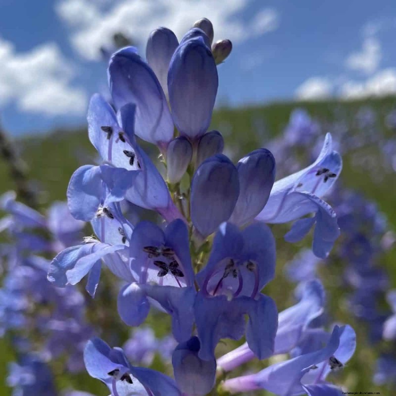 Grow Yellowstone Wildflowers: Bring Park Beauty to Your Garden