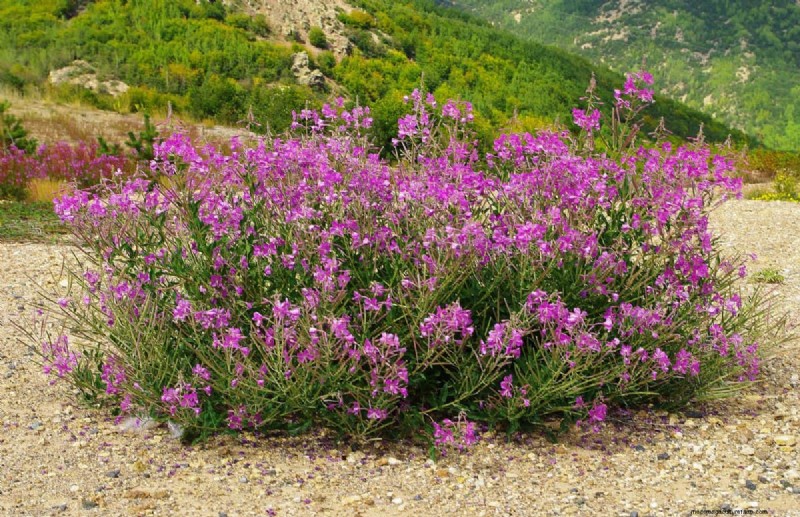 Grow Yellowstone Wildflowers: Bring Park Beauty to Your Garden