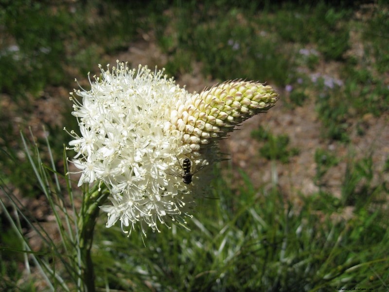 Grow Yellowstone Wildflowers: Bring Park Beauty to Your Garden