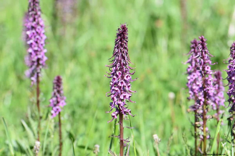 Grow Yellowstone Wildflowers: Bring Park Beauty to Your Garden