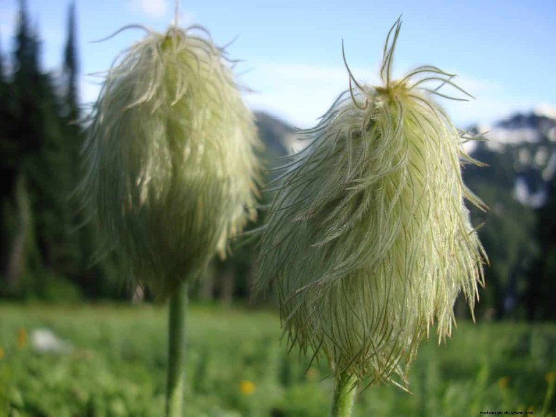 Grow Yellowstone Wildflowers: Bring Park Beauty to Your Garden