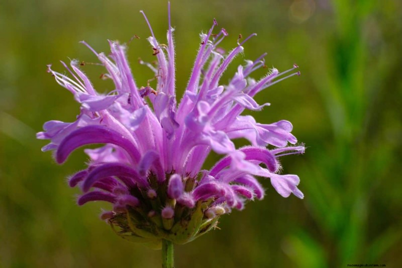 Grow Yellowstone Wildflowers: Bring Park Beauty to Your Garden
