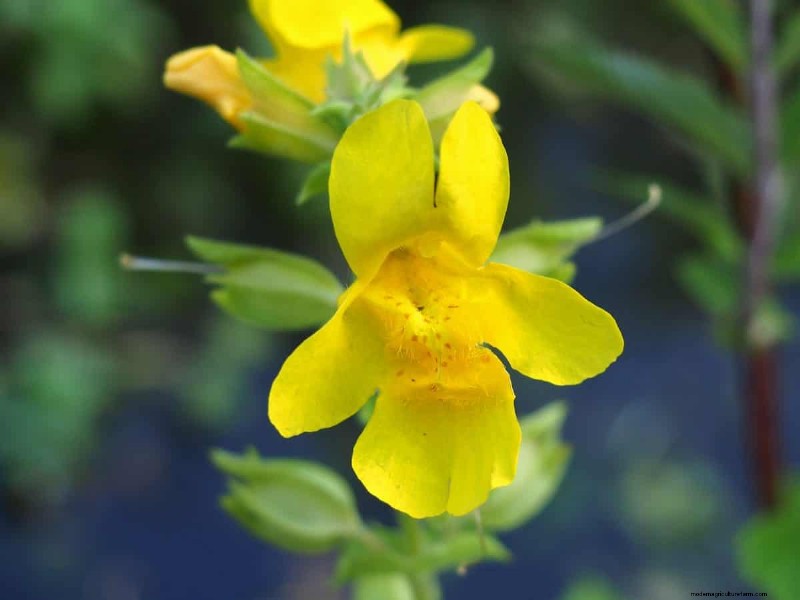 Grow Yellowstone Wildflowers: Bring Park Beauty to Your Garden