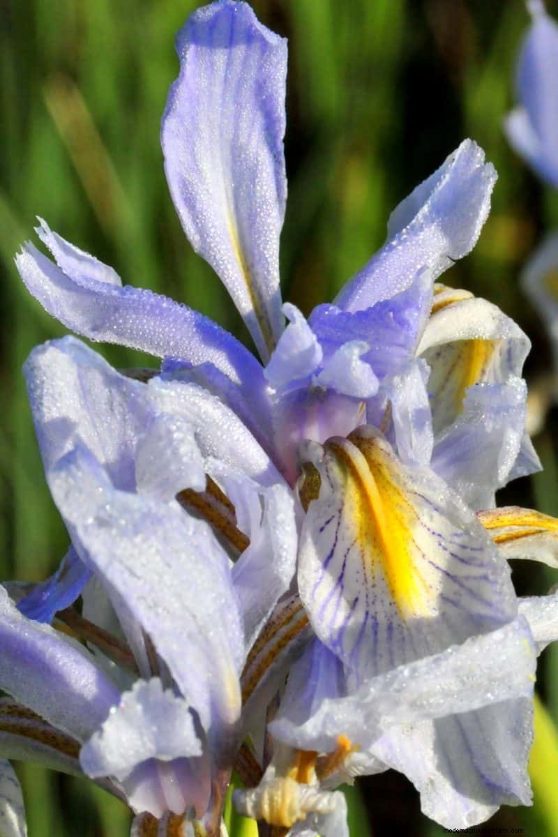 Grow Yellowstone Wildflowers: Bring Park Beauty to Your Garden