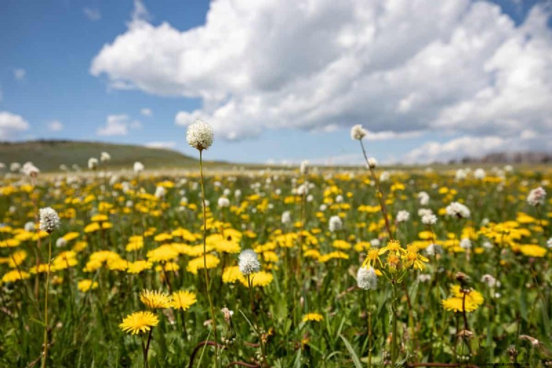 Grow Yellowstone Wildflowers: Bring Park Beauty to Your Garden