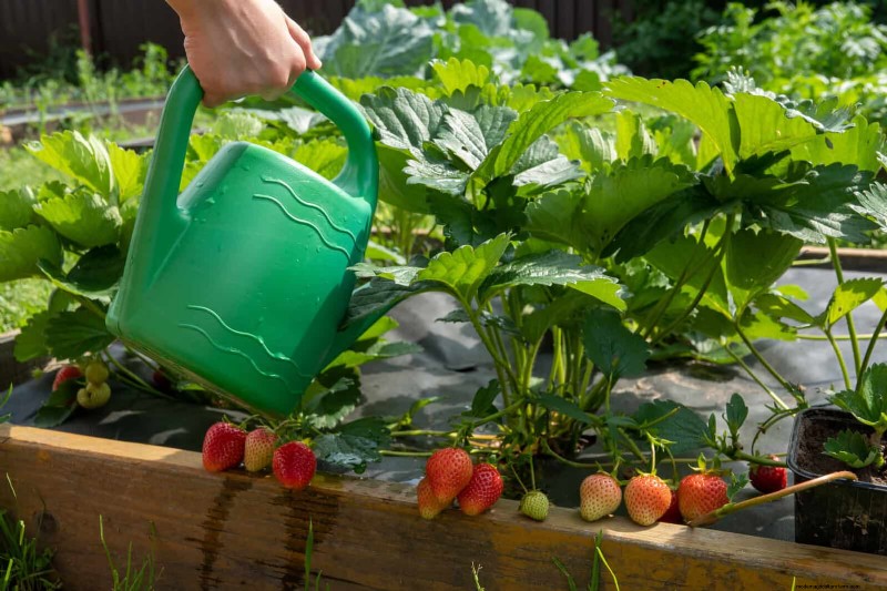 Water-Wise Gardening: July Tips for Saving Water & Keeping Plants Healthy