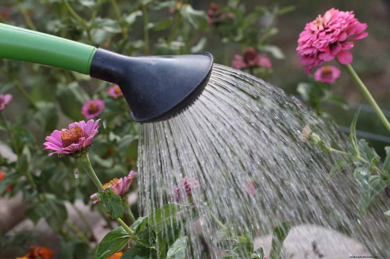 Water-Wise Gardening: July Tips for Saving Water & Keeping Plants Healthy