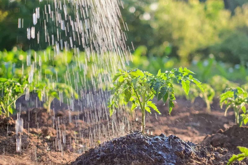 Water-Wise Gardening: July Tips for Saving Water & Keeping Plants Healthy