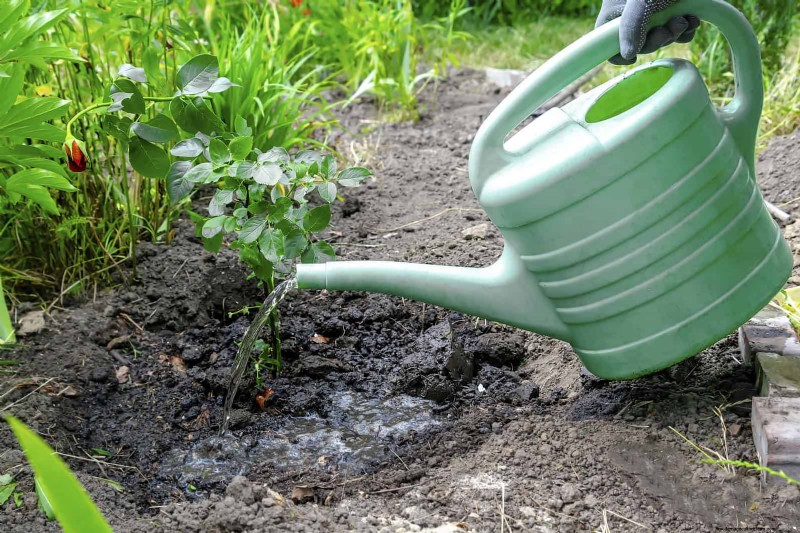 Water-Wise Gardening: July Tips for Saving Water & Keeping Plants Healthy