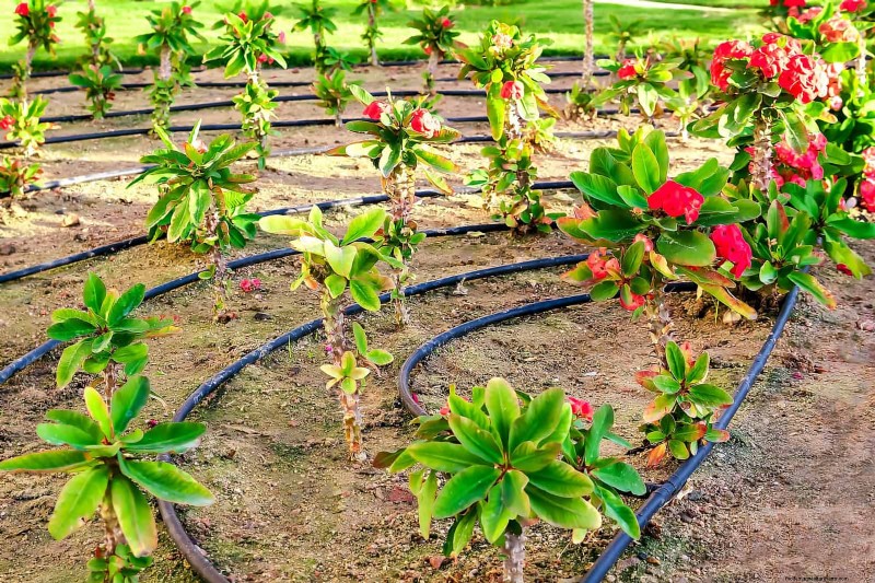 Water-Wise Gardening: July Tips for Saving Water & Keeping Plants Healthy