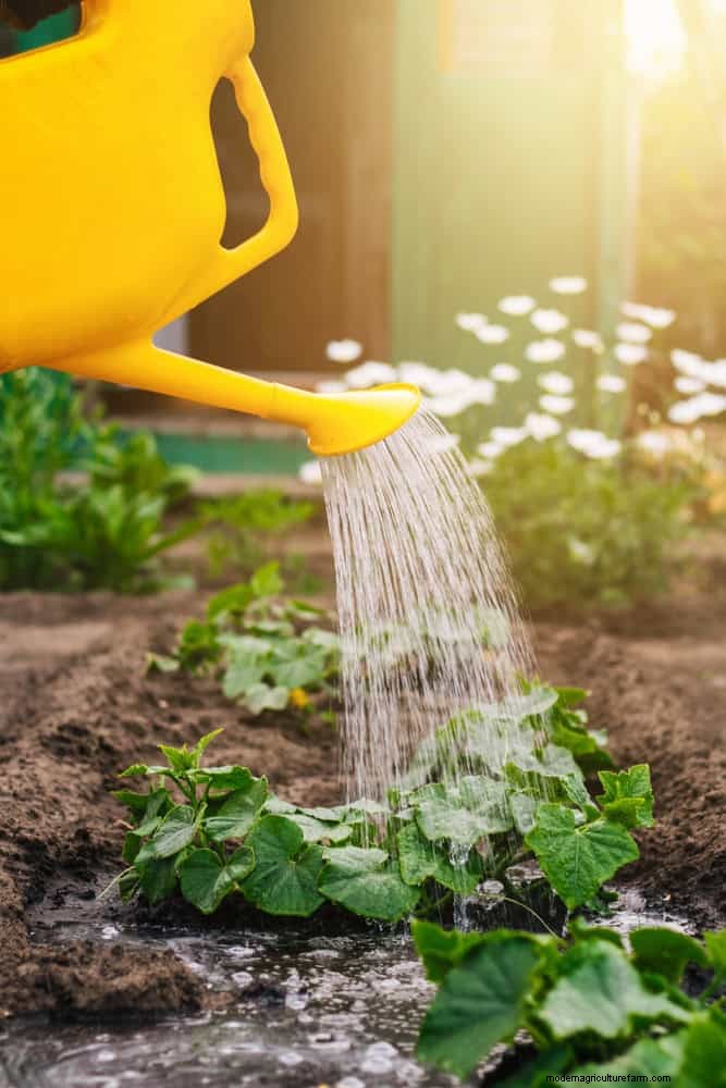 Water-Wise Gardening: July Tips for Saving Water & Keeping Plants Healthy