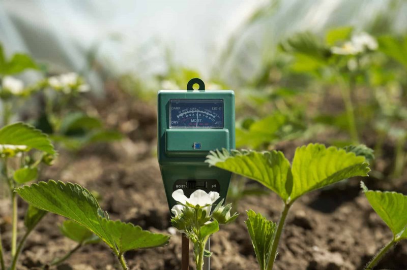 Water-Wise Gardening: July Tips for Saving Water & Keeping Plants Healthy