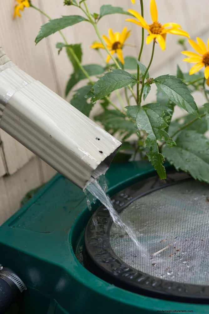 Water-Wise Gardening: July Tips for Saving Water & Keeping Plants Healthy