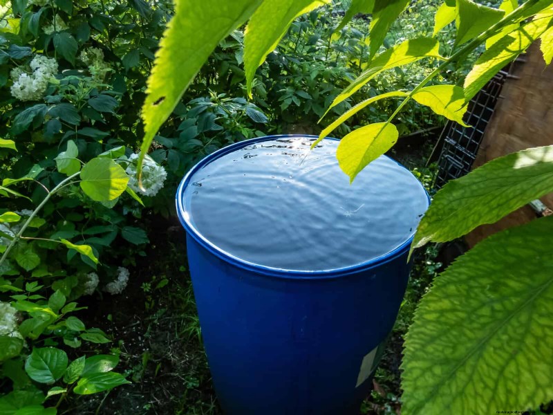 Water-Wise Gardening: July Tips for Saving Water & Keeping Plants Healthy