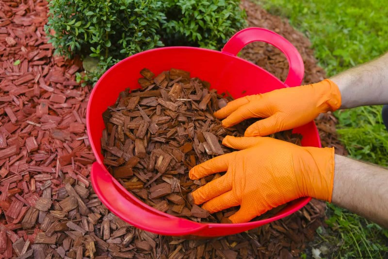 Water-Wise Gardening: July Tips for Saving Water & Keeping Plants Healthy