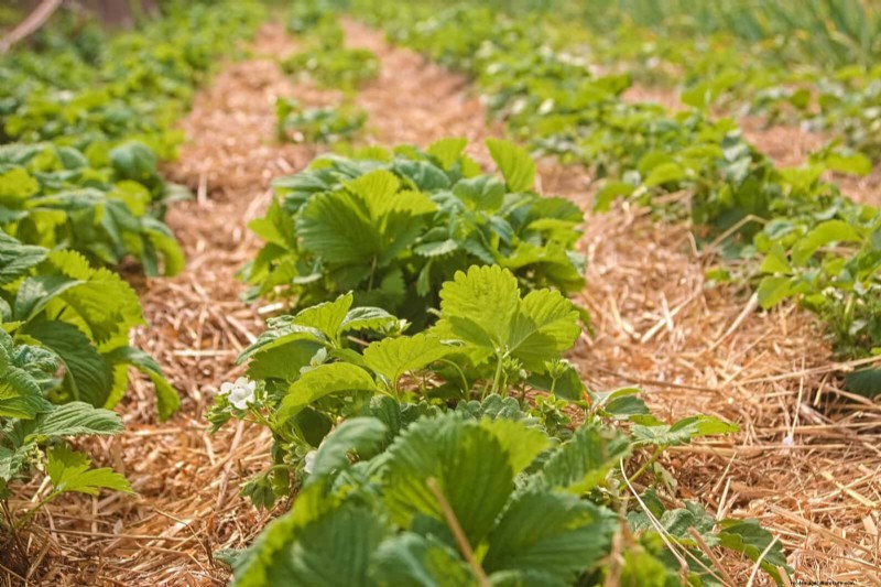 Water-Wise Gardening: July Tips for Saving Water & Keeping Plants Healthy