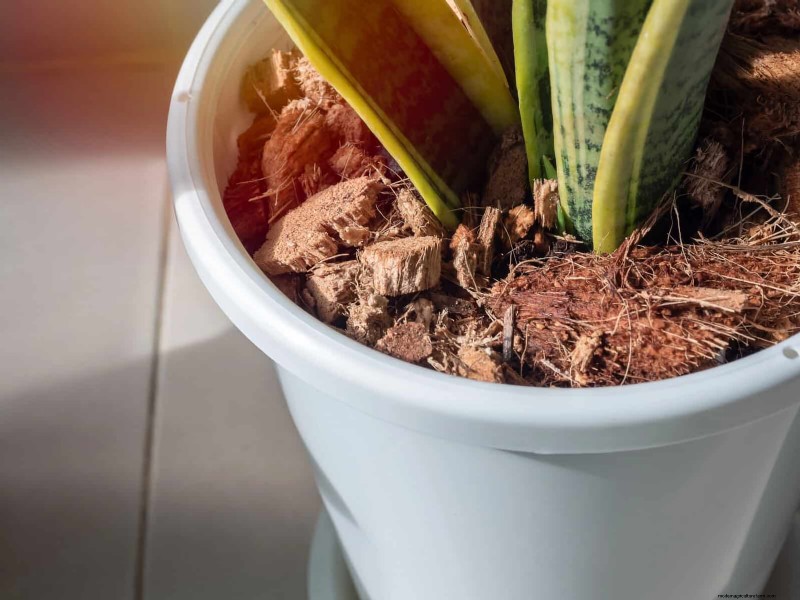 Water-Wise Gardening: July Tips for Saving Water & Keeping Plants Healthy