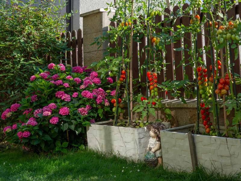 Water-Wise Gardening: July Tips for Saving Water & Keeping Plants Healthy
