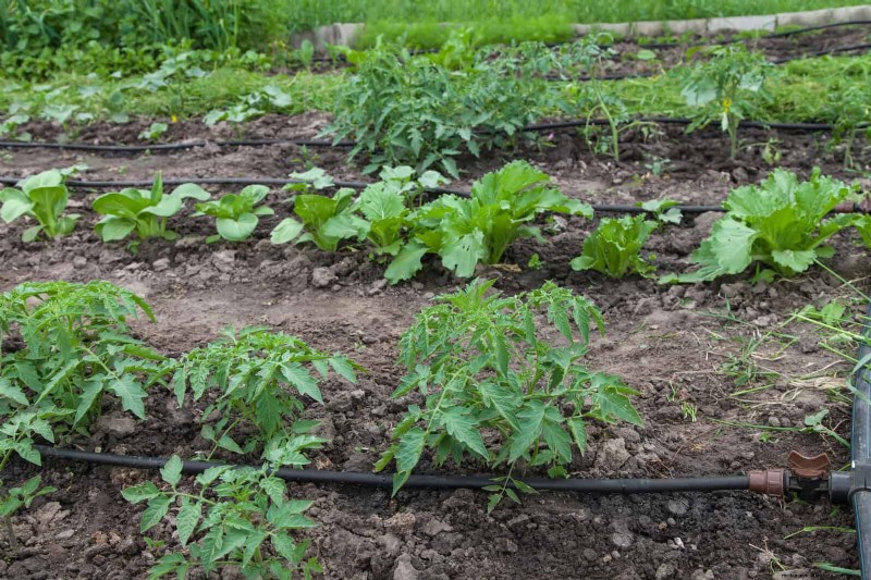 Water-Wise Gardening: July Tips for Saving Water & Keeping Plants Healthy