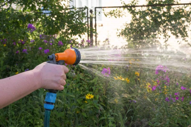 Water-Wise Gardening: July Tips for Saving Water & Keeping Plants Healthy