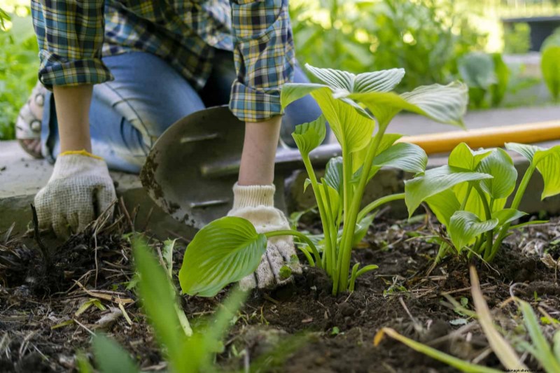 Water-Wise Gardening: July Tips for Saving Water & Keeping Plants Healthy